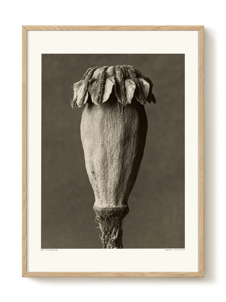 Karl Blossfeldt - Papaver orientalis – modern wall art print, Falcozi Studio