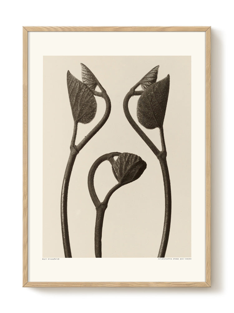 Karl Blossfeldt - Aristolochia – modern wall art print, Falcozi Studio