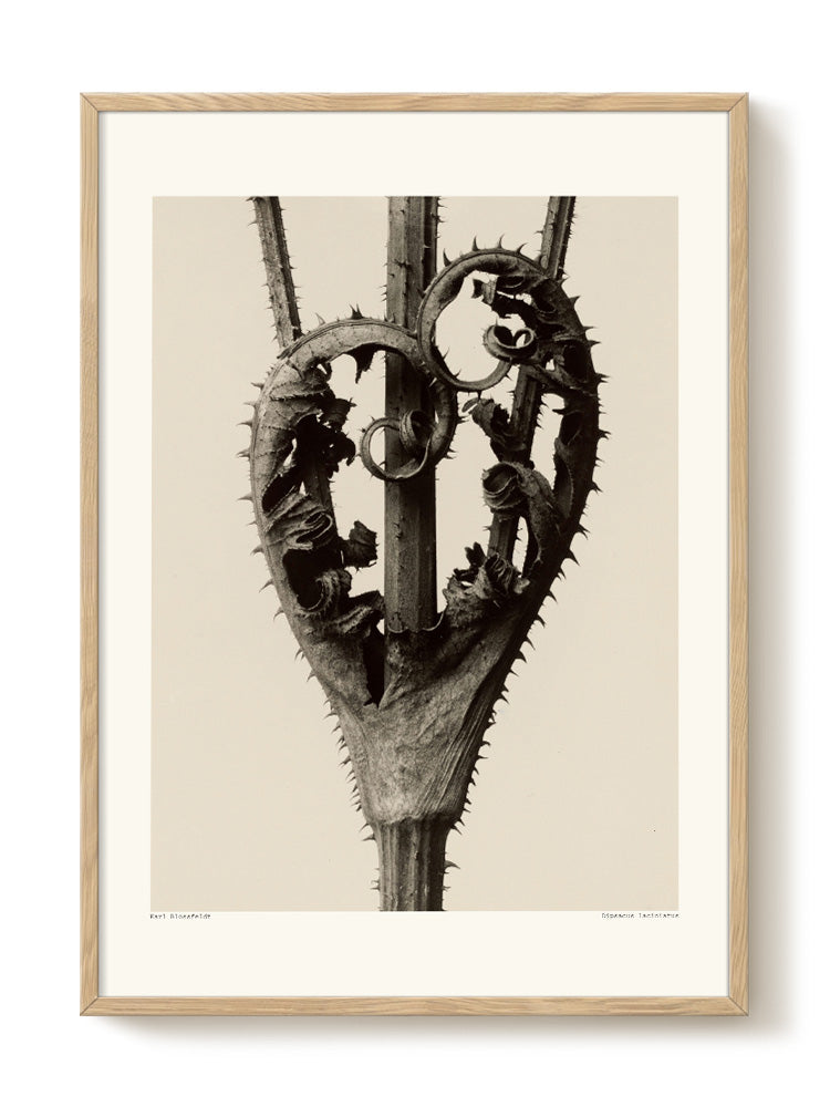 Karl Blossfeldt - Dipsacus laciniatus – modern wall art print, Falcozi Studio