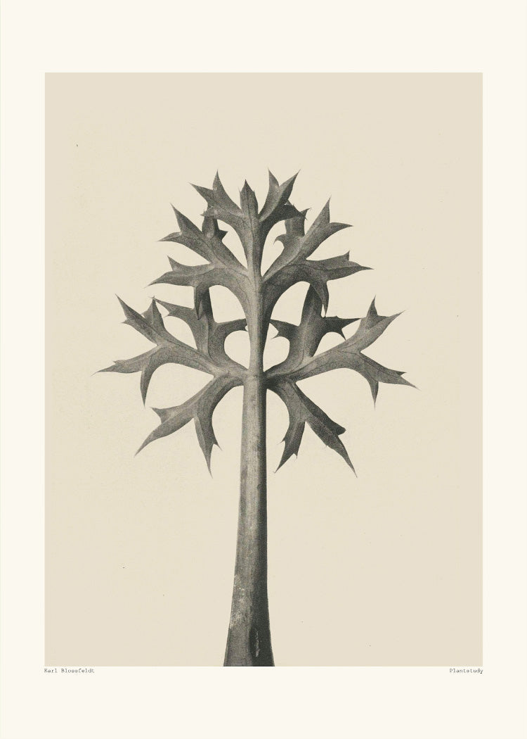 Karl Blossfeldt - Planstudy