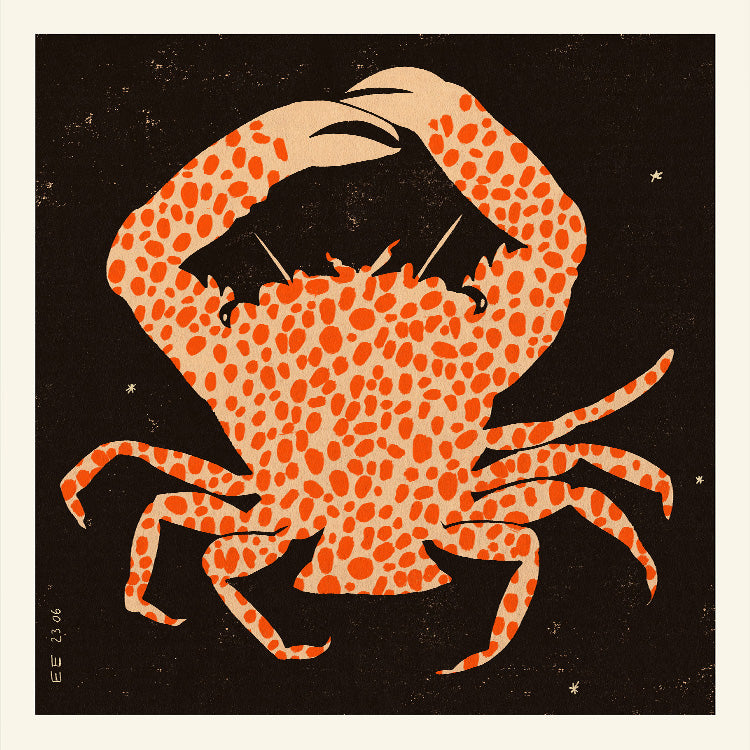 Enikő Eged - Spotted Calico Crab