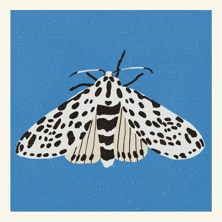 Enikő Eged - Tiger Moth