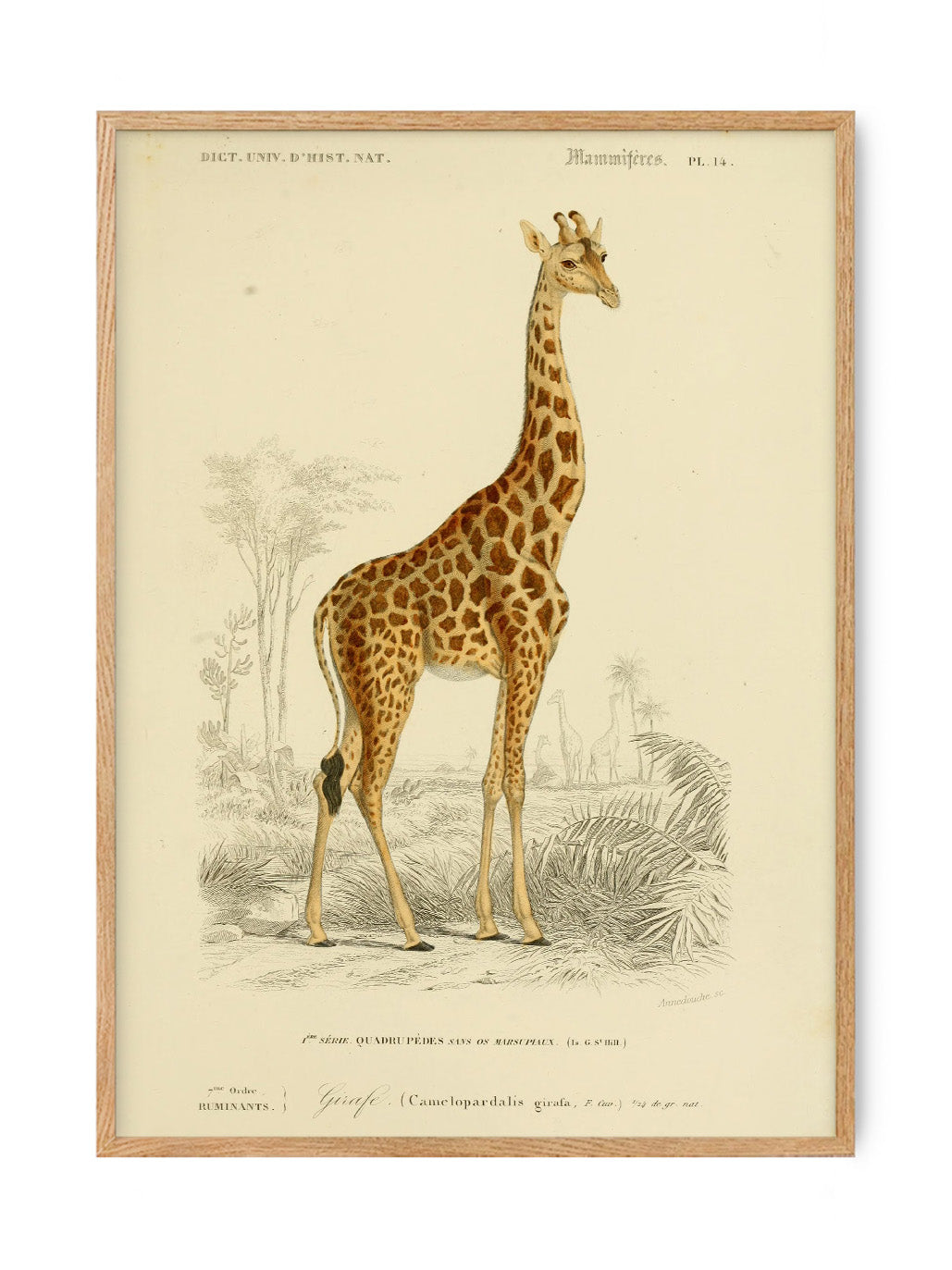 Giraffe