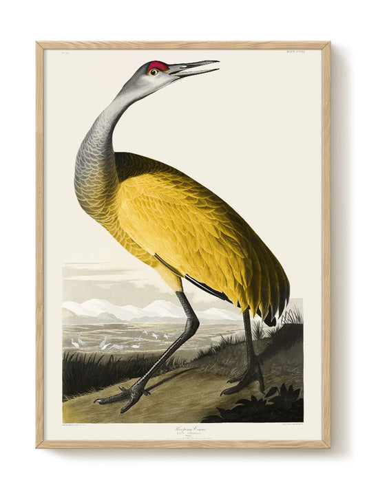 vintage bird portrait Poster