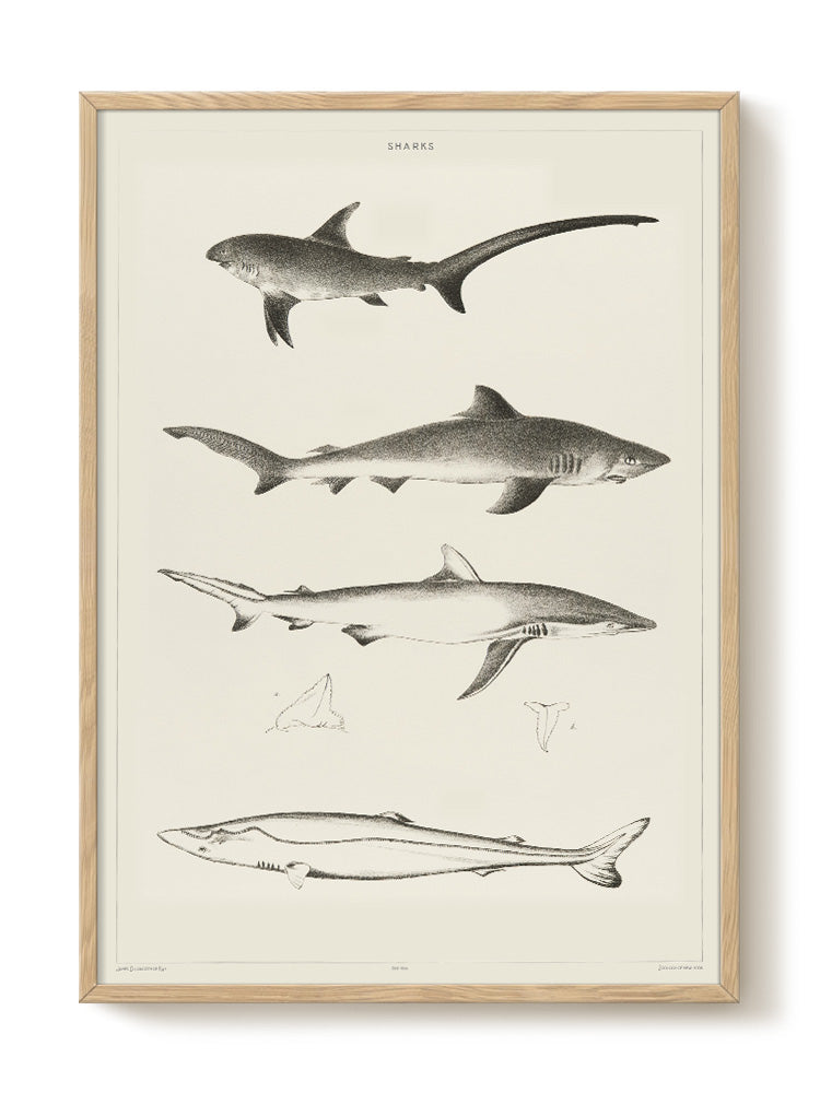 vintage portrait portrait Poster