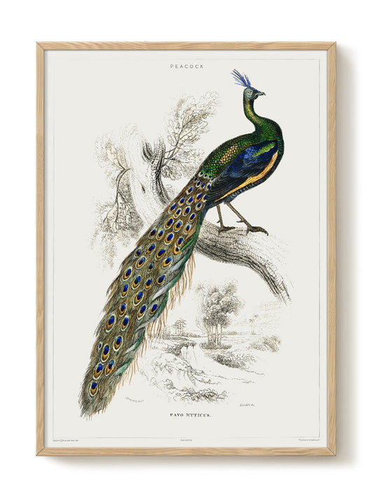 vintage portrait portrait Poster