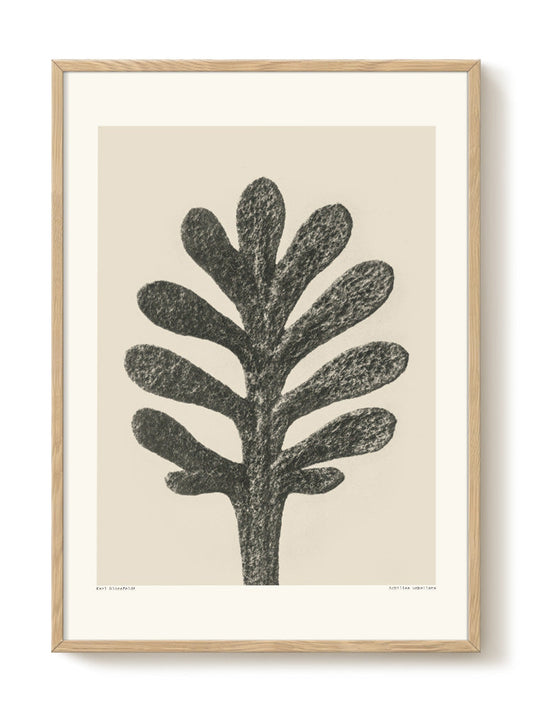 Karl Blossfeldt - Archillea umbellata – modern wall art print, Falcozi Studio