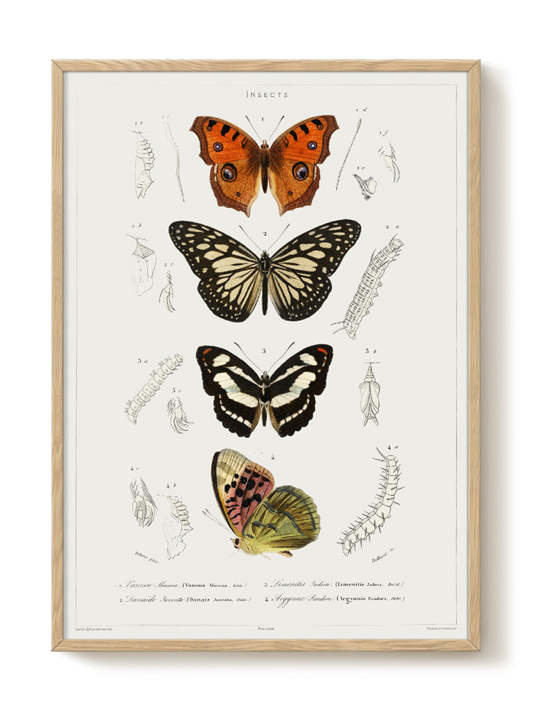 vintage portrait portrait Poster