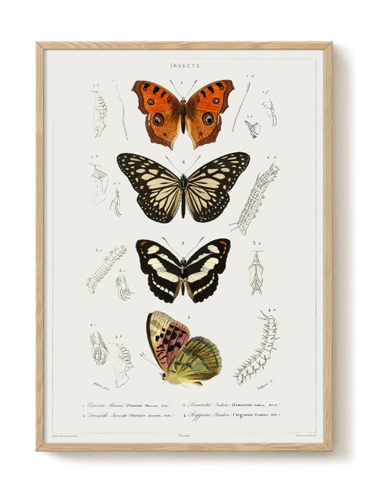 vintage portrait portrait Poster