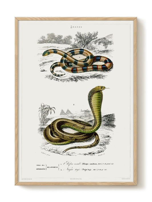 vintage portrait portrait Poster