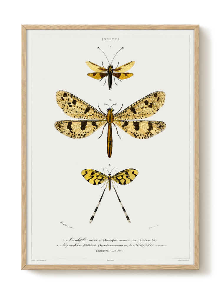 vintage portrait portrait Poster