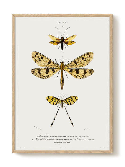 vintage portrait portrait Poster