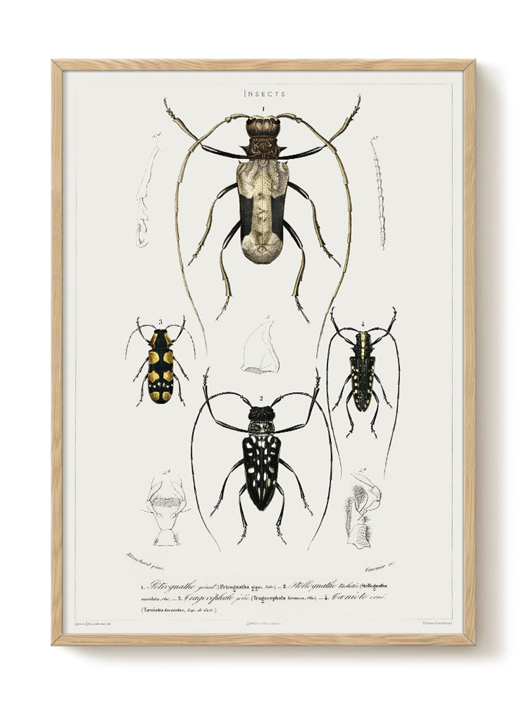 vintage portrait portrait Poster