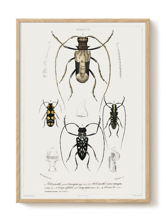 vintage portrait portrait Poster