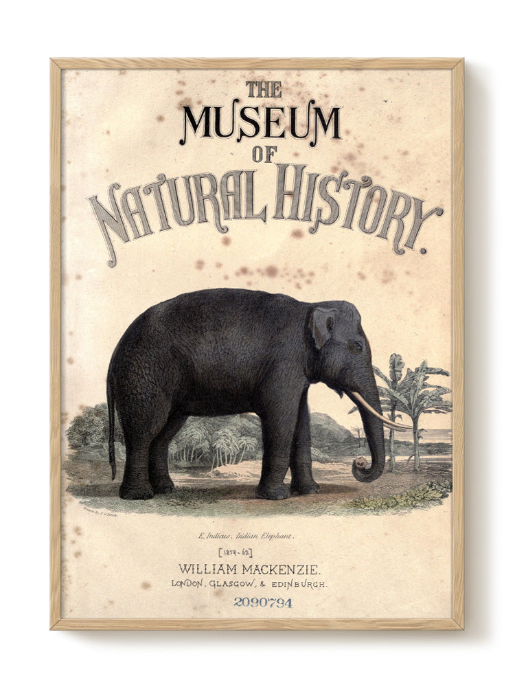 vintage portrait portrait Poster