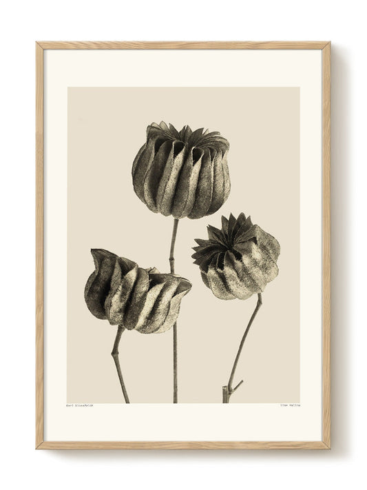 Karl Blossfeldt - Lime Mallow – modern wall art print, Falcozi Studio