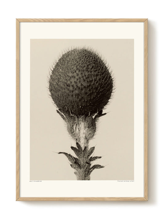 Karl Blossfeldt - Thorned Bulbous – modern wall art print, Falcozi Studio