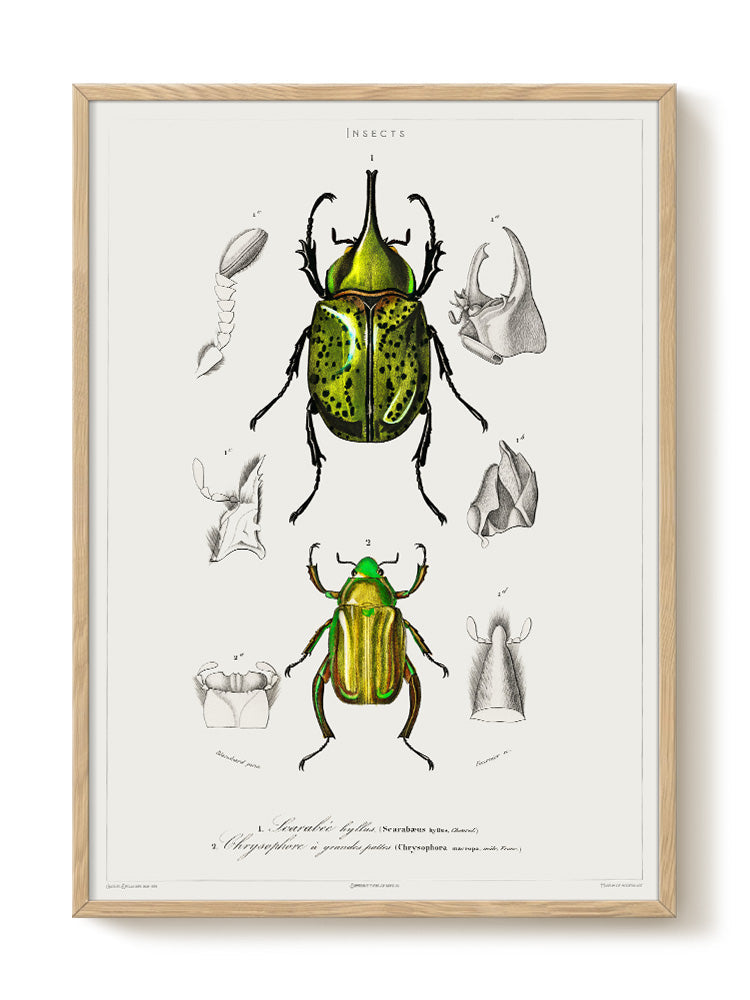 vintage portrait portrait Poster