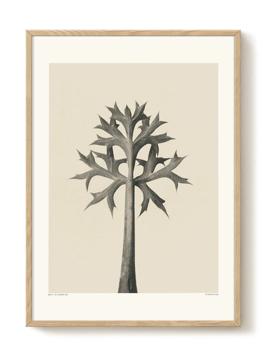 Karl Blossfeldt - Planstudy – modern wall art print, Falcozi Studio