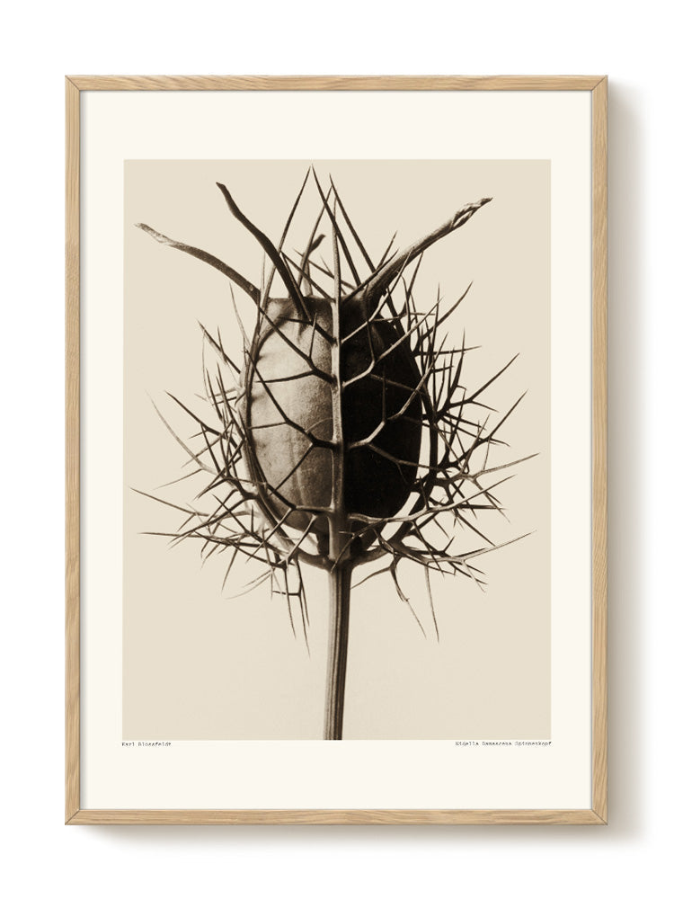 Karl Blossfeldt - Spinnenkopf – modern wall art print, Falcozi Studio