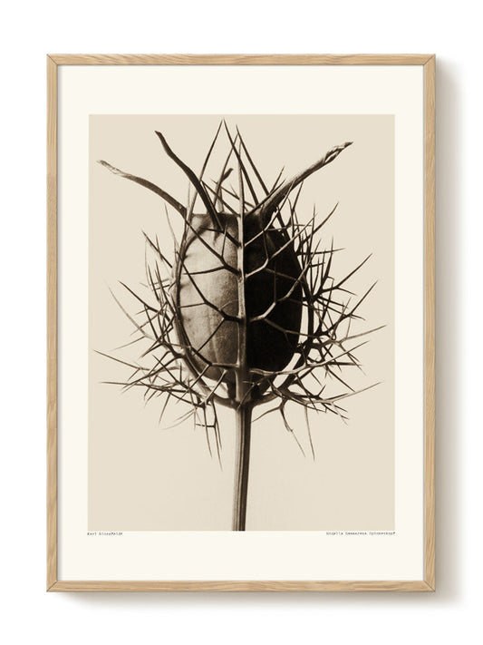 Karl Blossfeldt - Spinnenkopf – modern wall art print, Falcozi Studio