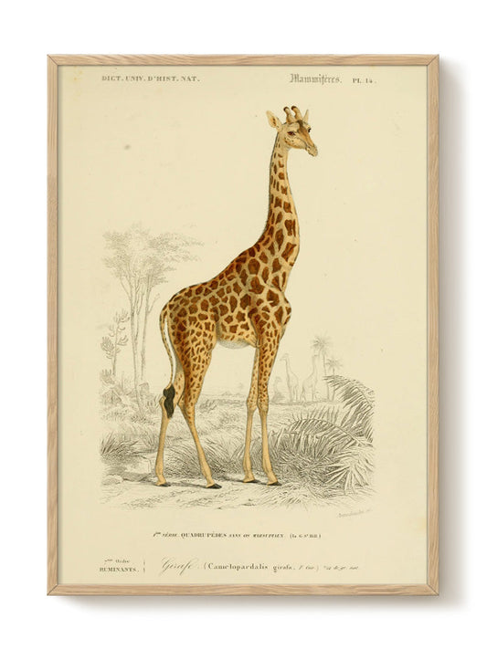 vintage portrait portrait Poster