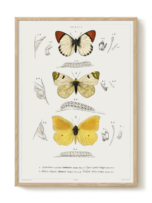 vintage portrait portrait Poster