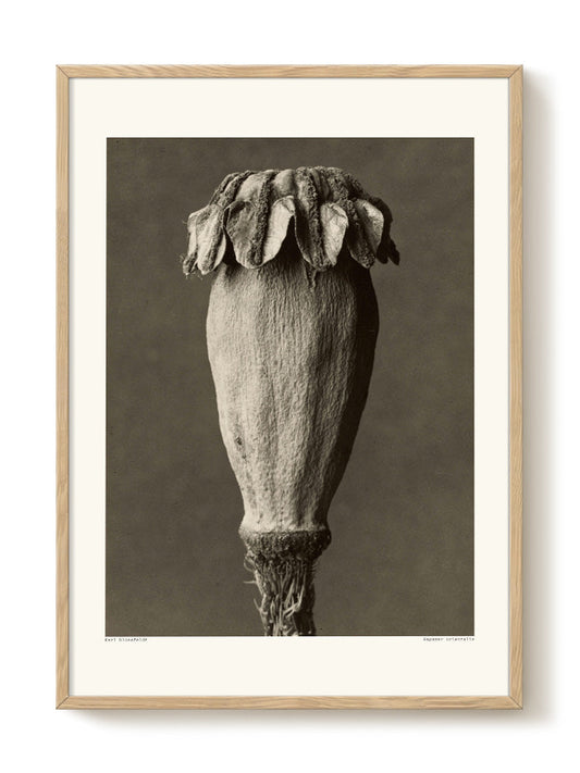 Karl Blossfeldt - Papaver orientalis – modern wall art print, Falcozi Studio