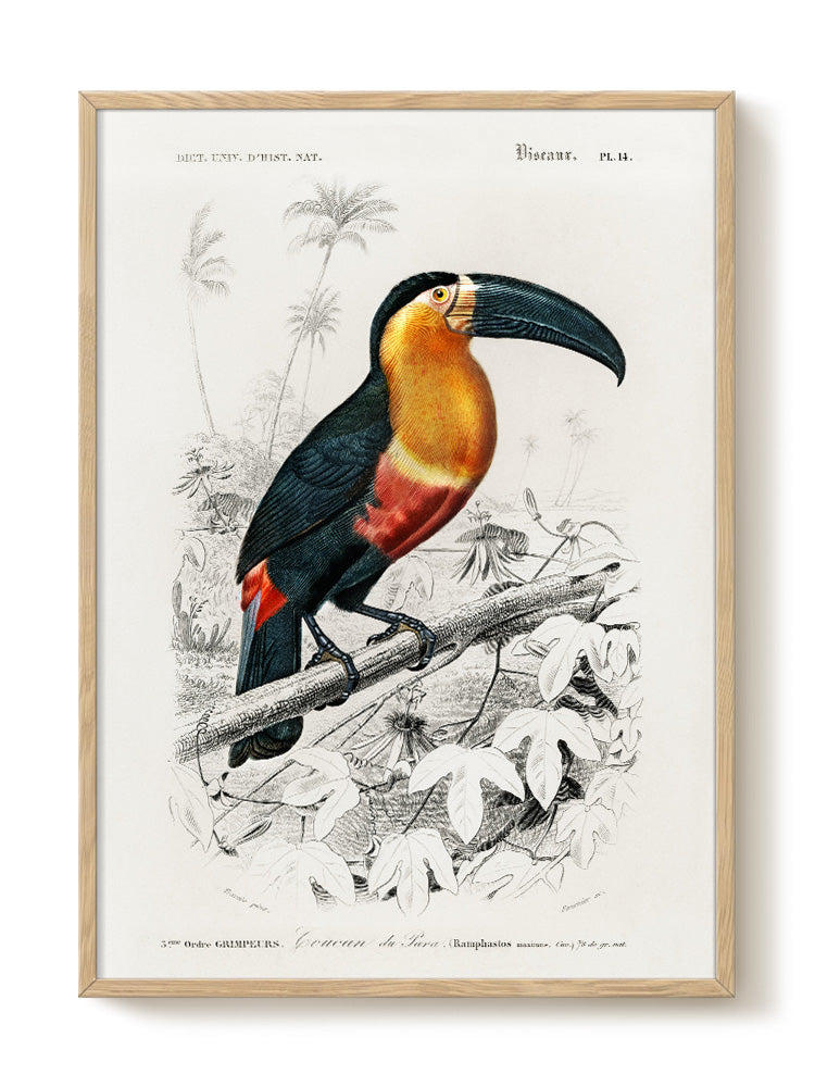 vintage bird portrait Poster