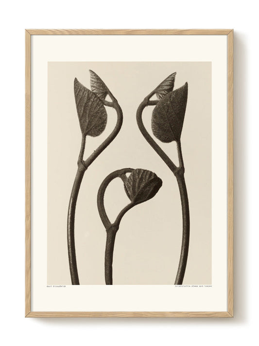 Karl Blossfeldt - Aristolochia – modern wall art print, Falcozi Studio