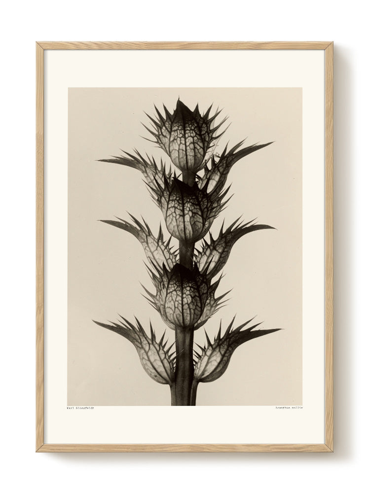 Karl Blossfeldt - Acanthus Mollis – modern wall art print, Falcozi Studio