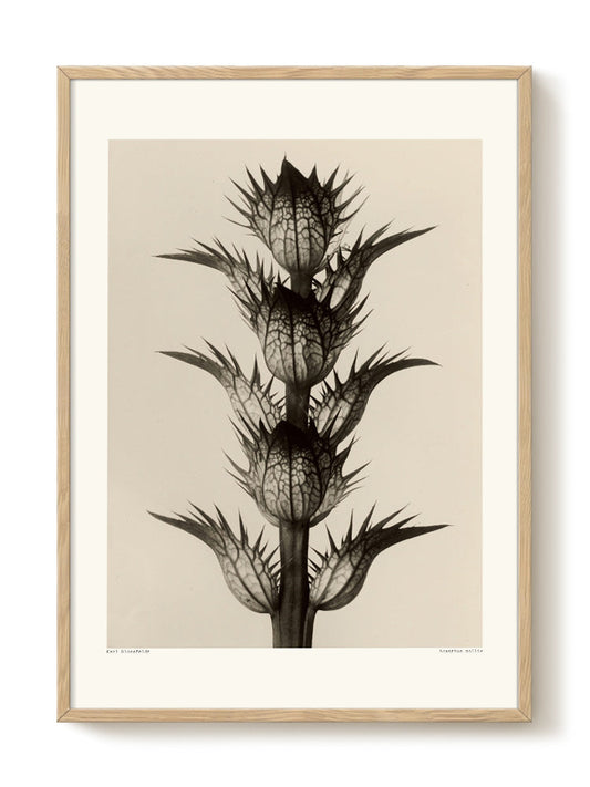 Karl Blossfeldt - Acanthus Mollis – modern wall art print, Falcozi Studio