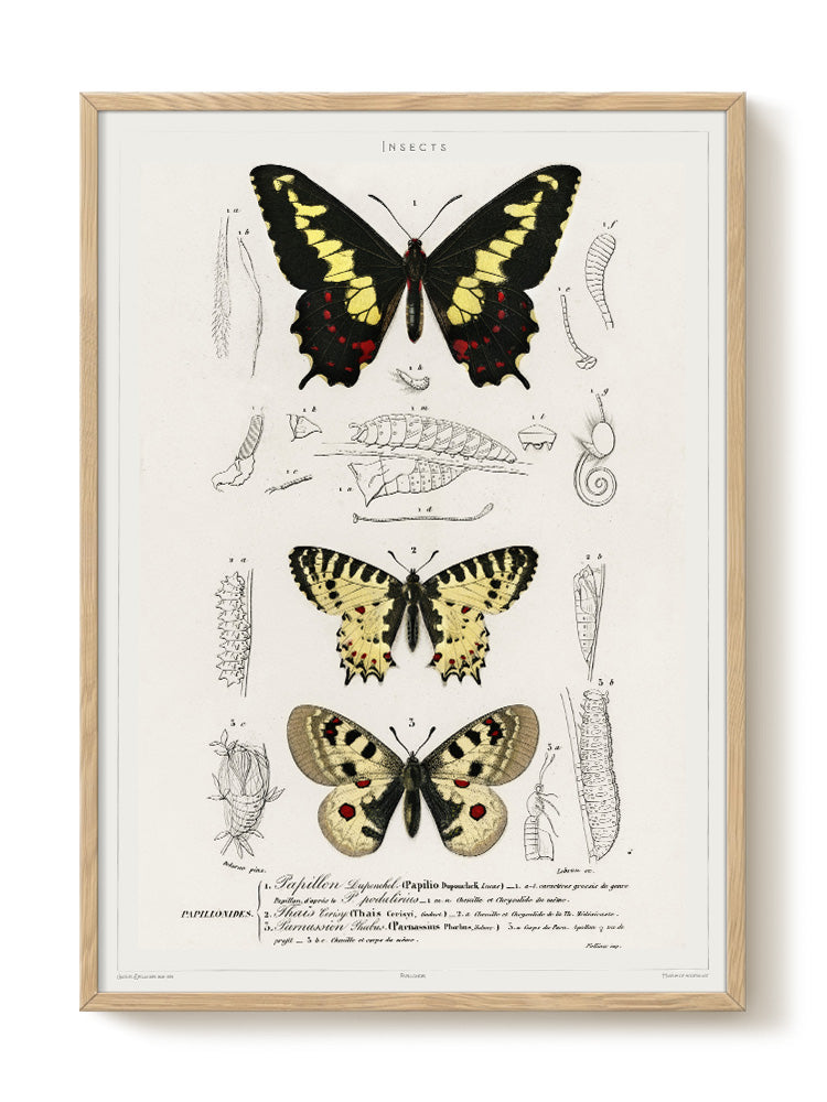 vintage portrait portrait Poster