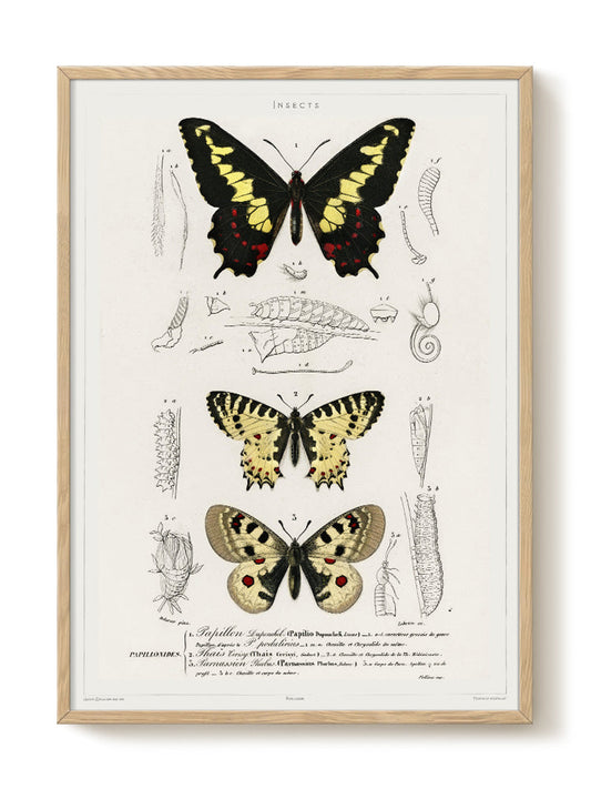 vintage portrait portrait Poster