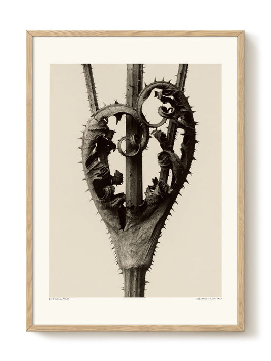 Karl Blossfeldt - Dipsacus laciniatus – modern wall art print, Falcozi Studio