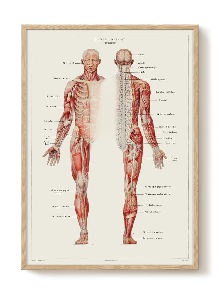 vintage portrait portrait Poster