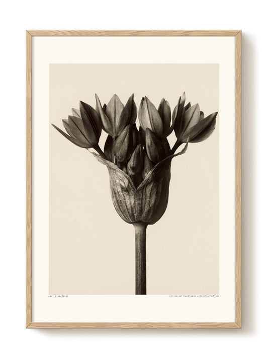 Karl Blossfeldt - Knoblauchpflanz – modern wall art print, Falcozi Studio